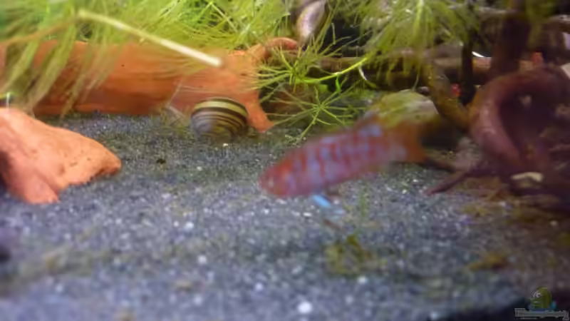 Besatz im Aquarium Scarlet`s Home (aufgelöst) von Rootsman (39)
