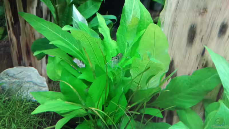 Besatz im Aquarium Schaubecken / Hornbach Weserpark von Torsten Bullmahn (59)