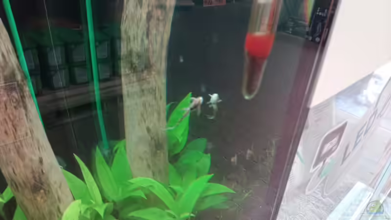 Besatz im Aquarium Schaubecken / Hornbach Weserpark von Torsten Bullmahn (64)