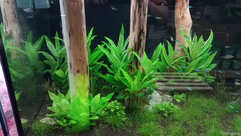 Besatz im Aquarium Schaubecken / Hornbach Weserpark von Torsten Bullmahn (72)