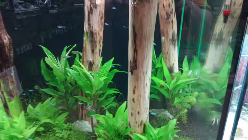 Besatz im Aquarium Schaubecken / Hornbach Weserpark von Torsten Bullmahn (73)