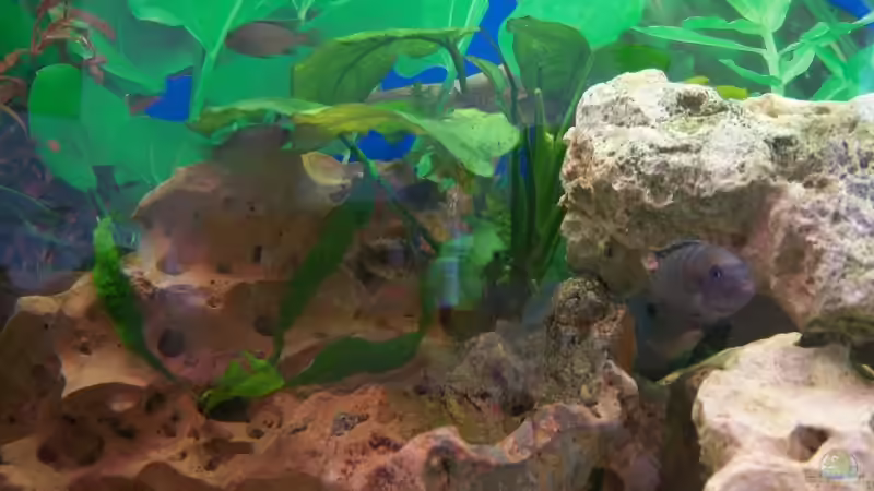 Besatz im Aquarium Schiffis Becken von Schiffi333 (10)