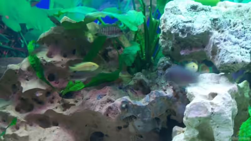 Besatz im Aquarium Schiffis Becken von Schiffi333 (11)