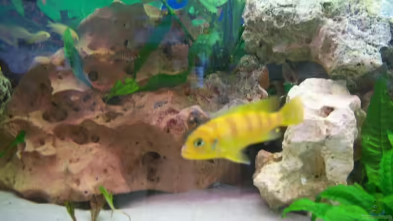 Besatz im Aquarium Schiffis Becken von Schiffi333 (12)