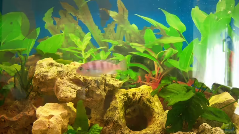 Besatz im Aquarium Schiffis Becken von Schiffi333 (13)