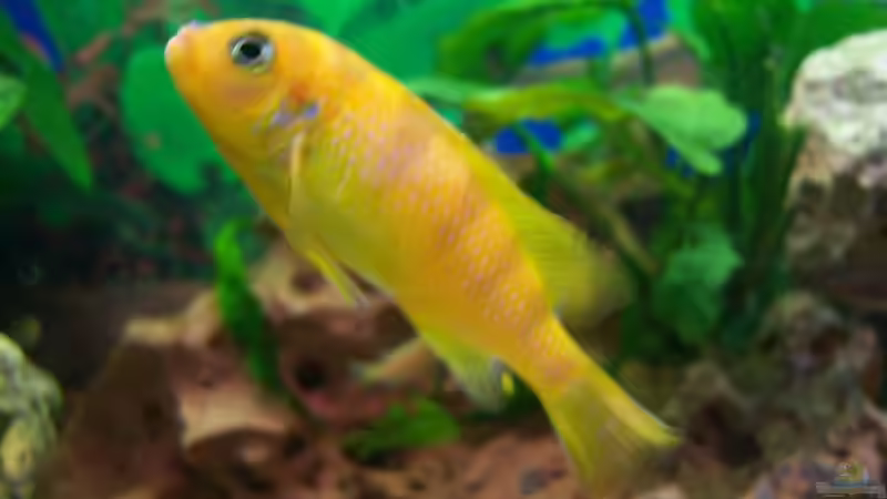 Besatz im Aquarium Schiffis Becken von Schiffi333 (7)