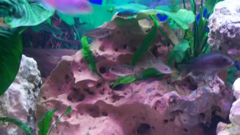 Besatz im Aquarium Schiffis Becken von Schiffi333 (8)