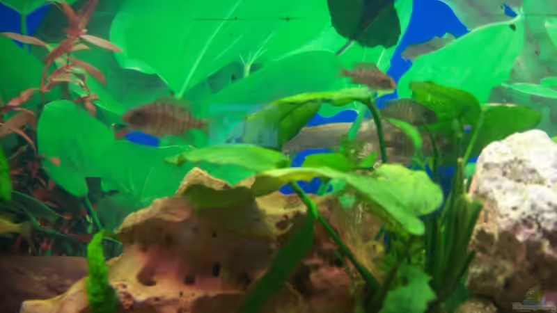 Besatz im Aquarium Schiffis Becken von Schiffi333 (9)