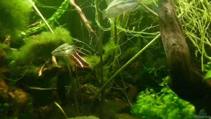 Besatz im Aquarium Schlaftraum von NaMo (18)