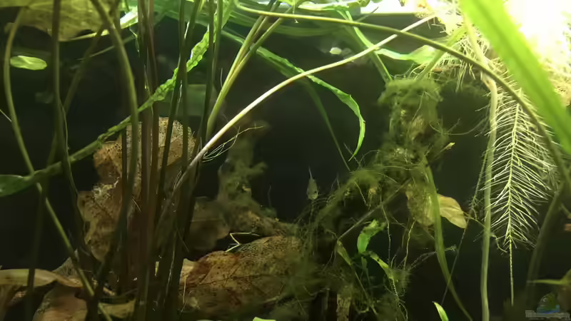 Besatz im Aquarium Schlaftraum von NaMo (19)