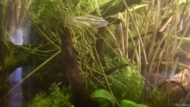 Besatz im Aquarium Schlaftraum von NaMo (20)