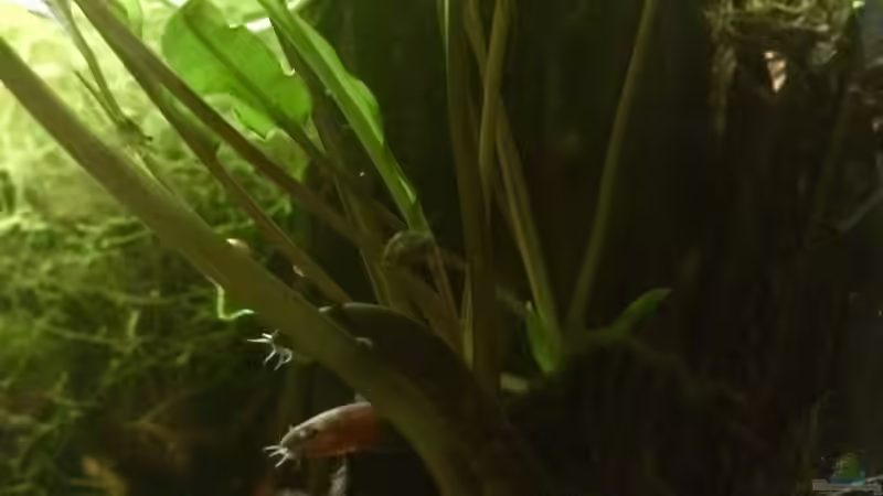 Besatz im Aquarium Schlaftraum von NaMo (21)