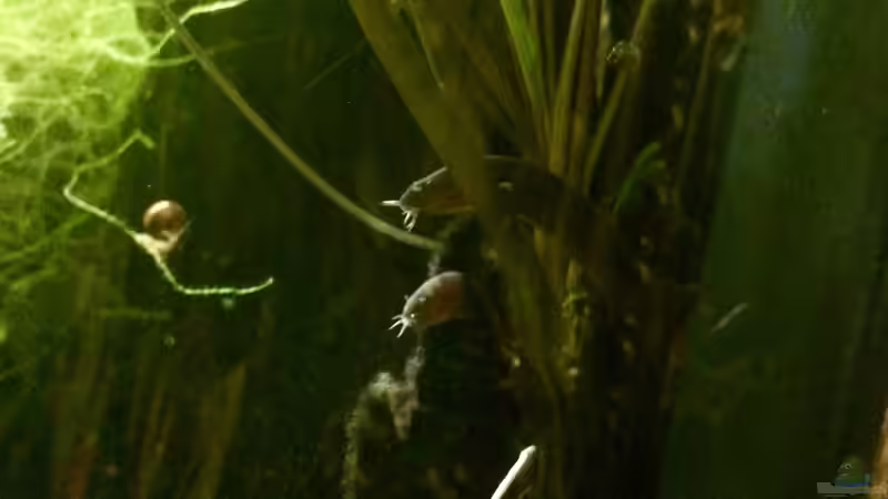 Besatz im Aquarium Schlaftraum von NaMo (23)