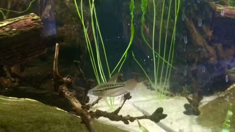 Besatz im Aquarium Schlaftraum von NaMo (24)