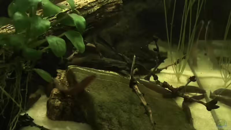 Besatz im Aquarium Schlaftraum von NaMo (25)