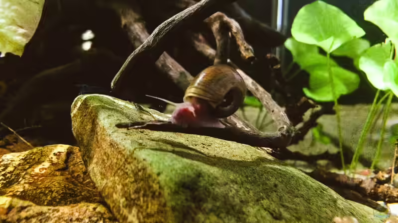 Besatz im Aquarium Schlaftraum von NaMo (26)