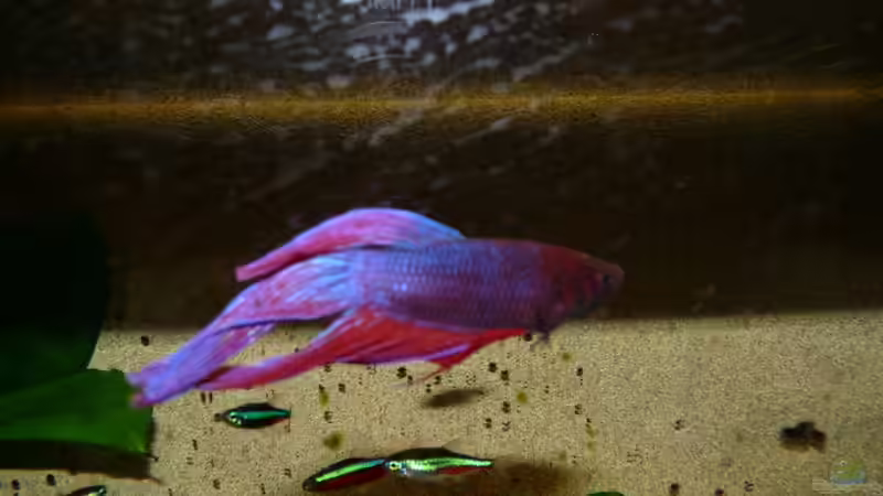 Besatz im Aquarium Schlafzimmerpfütze von BenoN (15)