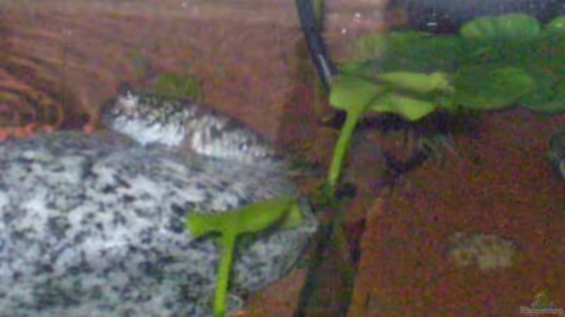 Besatz im Aquarium Schlammspringer-Paludarium von Kulleraugen-Fan (23)