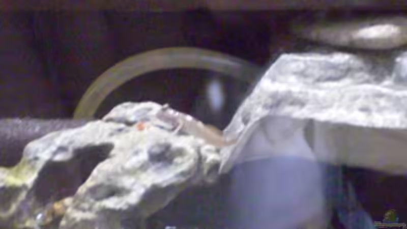 Besatz im Aquarium Schlammspringer-Paludarium von Kulleraugen-Fan (25)