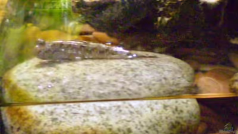 Besatz im Aquarium Schlammspringer-Paludarium von Kulleraugen-Fan (28)
