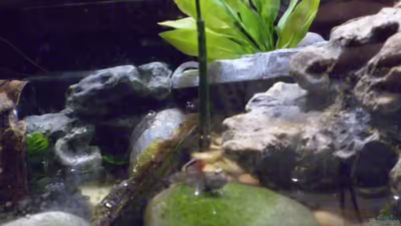 Besatz im Aquarium Schlammspringer-Paludarium von Kulleraugen-Fan (29)
