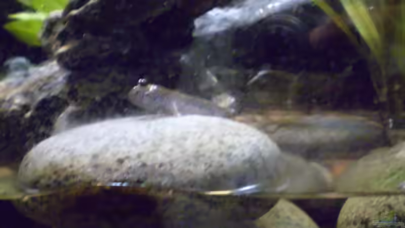 Besatz im Aquarium Schlammspringer-Paludarium von Kulleraugen-Fan (30)