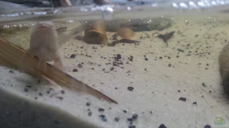 Besatz im Aquarium Schlammspringer Pfütze(Aufgelöst) von Der Fischer (10)