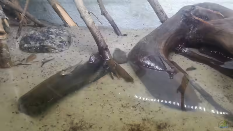 Besatz im Aquarium Schlammspringer Pfütze(Aufgelöst) von Der Fischer (12)