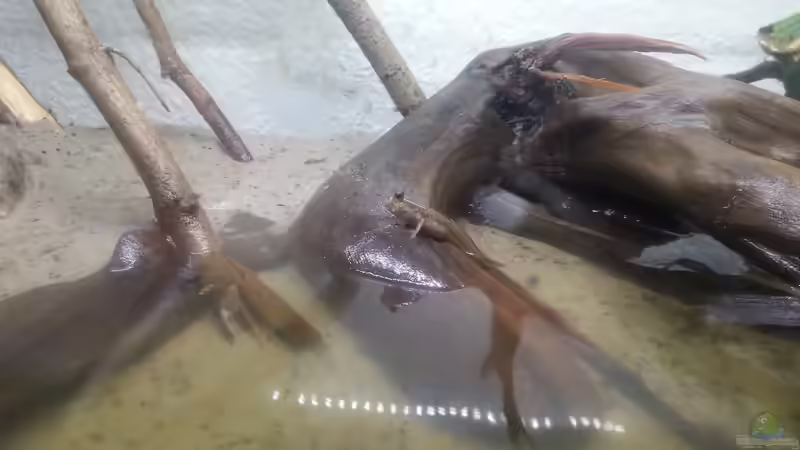 Besatz im Aquarium Schlammspringer Pfütze(Aufgelöst) von Der Fischer (13)
