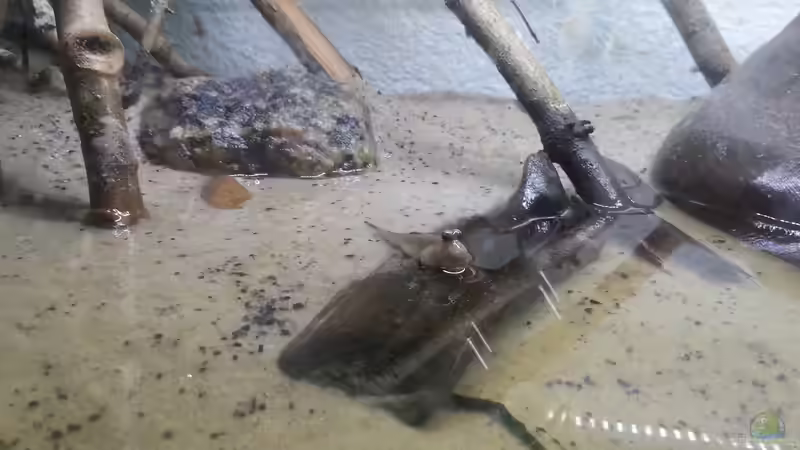 Besatz im Aquarium Schlammspringer Pfütze(Aufgelöst) von Der Fischer (14)