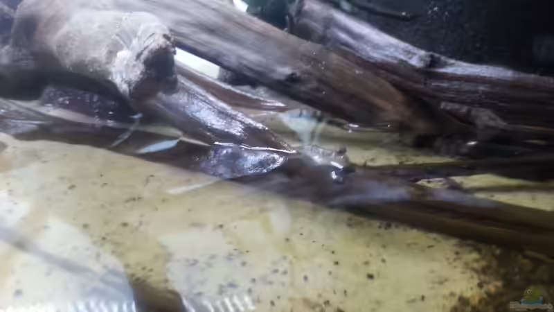 Besatz im Aquarium Schlammspringer Pfütze(Aufgelöst) von Der Fischer (15)