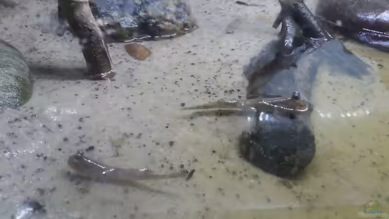 Besatz im Aquarium Schlammspringer Pfütze(Aufgelöst) von Der Fischer (17)