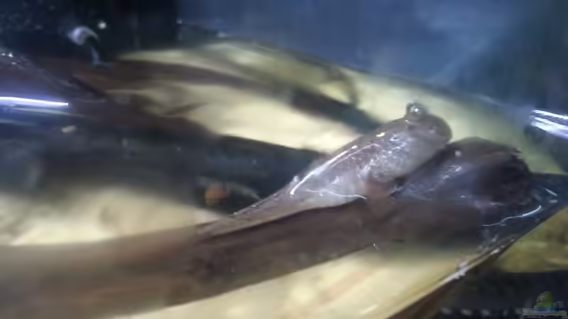 Besatz im Aquarium Schlammspringer Pfütze(Aufgelöst) von Der Fischer (18)