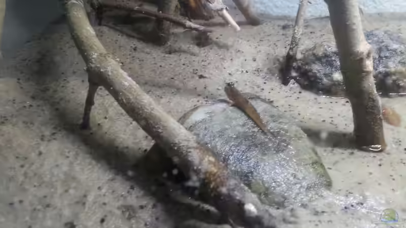 Besatz im Aquarium Schlammspringer Pfütze(Aufgelöst) von Der Fischer (19)