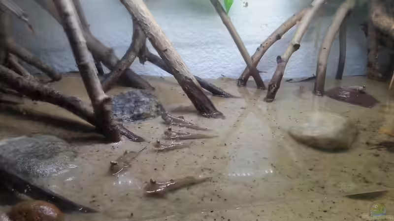Besatz im Aquarium Schlammspringer Pfütze(Aufgelöst) von Der Fischer (23)