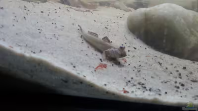 Besatz im Aquarium Schlammspringer Pfütze(Aufgelöst) von Der Fischer (24)