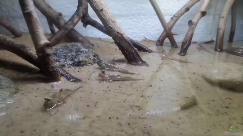 Besatz im Aquarium Schlammspringer Pfütze(Aufgelöst) von Der Fischer (25)