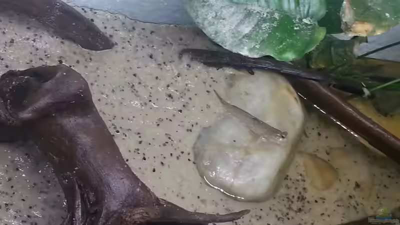 Besatz im Aquarium Schlammspringer Pfütze(Aufgelöst) von Der Fischer (8)