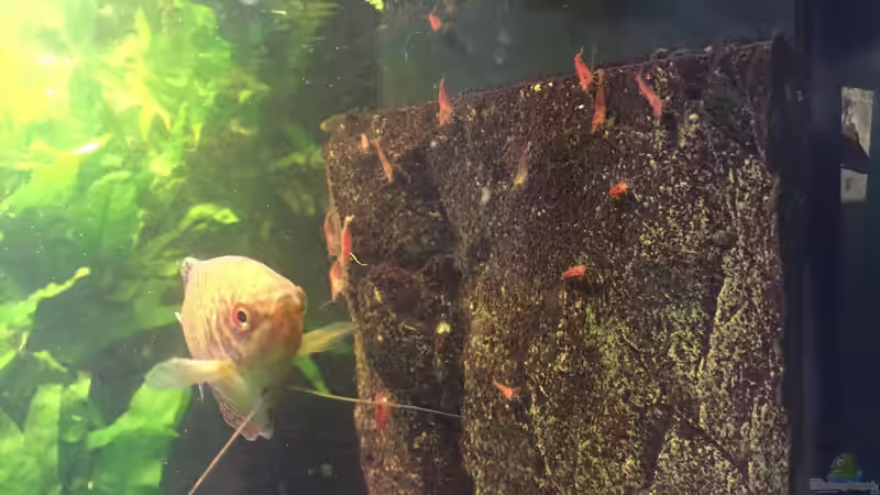 Besatz im Aquarium Schmerlen-Tank von wandervogel (17)