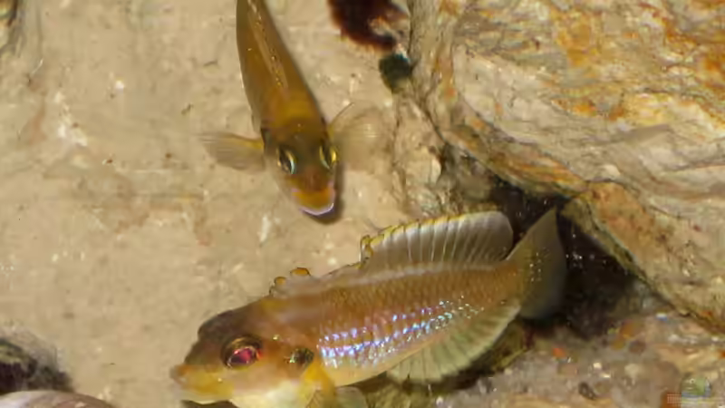 Besatz im Aquarium Schneckenbuba von Maclya (15)