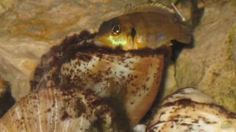 Besatz im Aquarium Schneckenbuba von Maclya (16)