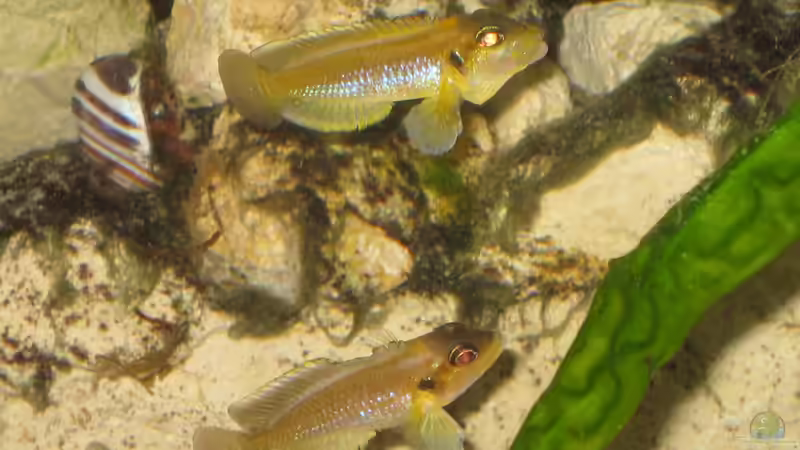 Besatz im Aquarium Schneckenbuba von Maclya (18)