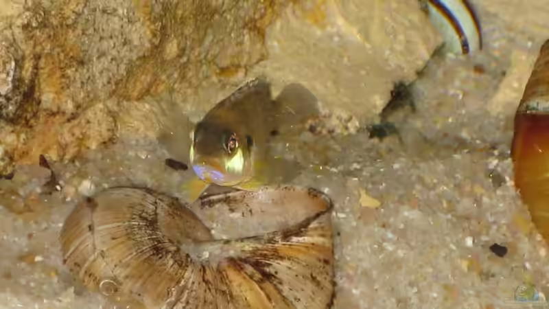Besatz im Aquarium Schneckenbuba von Maclya (20)