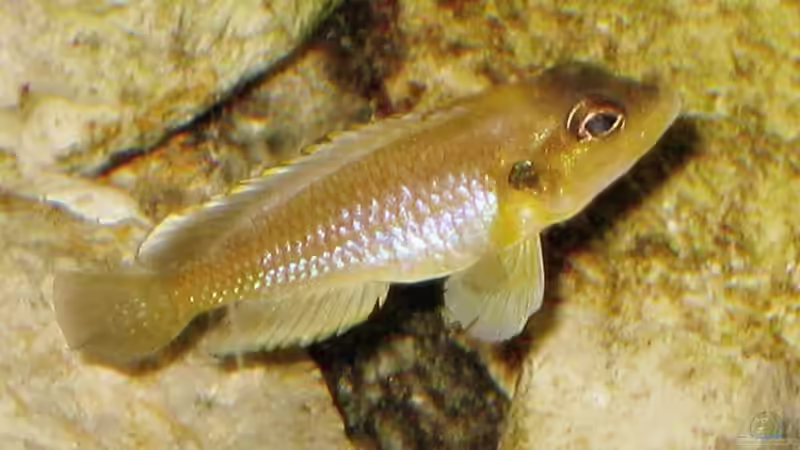 Besatz im Aquarium Schneckenbuba von Maclya (22)