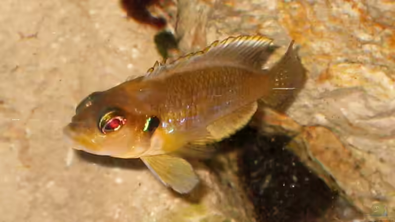 Besatz im Aquarium Schneckenbuba von Maclya (23)