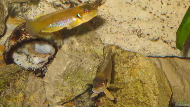 Besatz im Aquarium Schneckenbuba von Maclya (25)