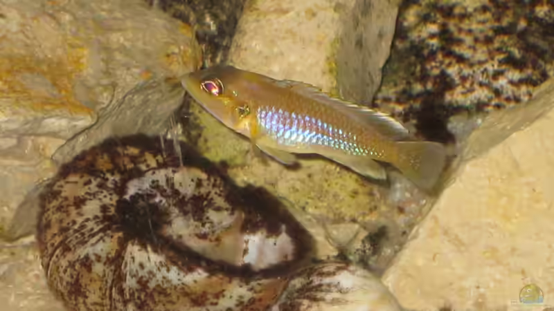 Besatz im Aquarium Schneckenbuba von Maclya (26)