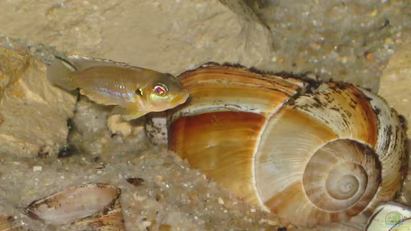 Besatz im Aquarium Schneckenbuba von Maclya (27)