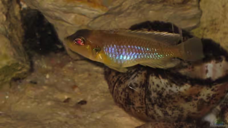 Besatz im Aquarium Schneckenbuba von Maclya (28)