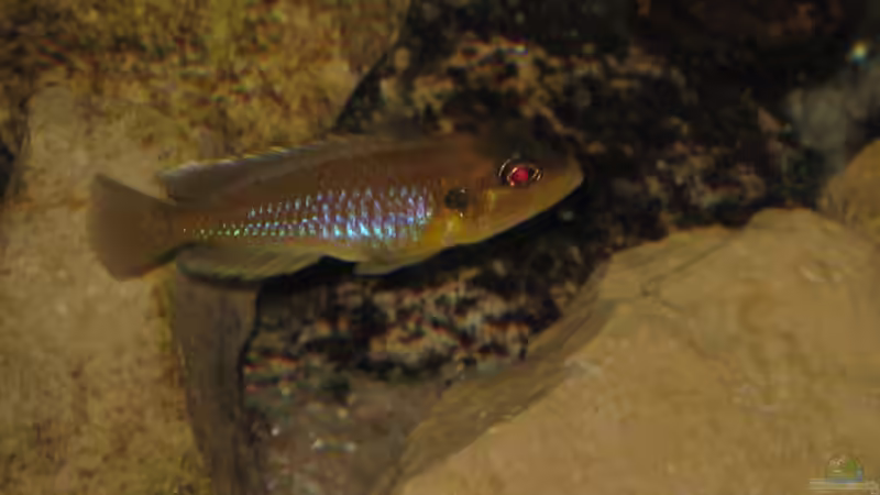 Besatz im Aquarium Schneckenbuba von Maclya (29)